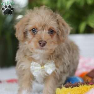 Parker, Yorkie Poo Puppy